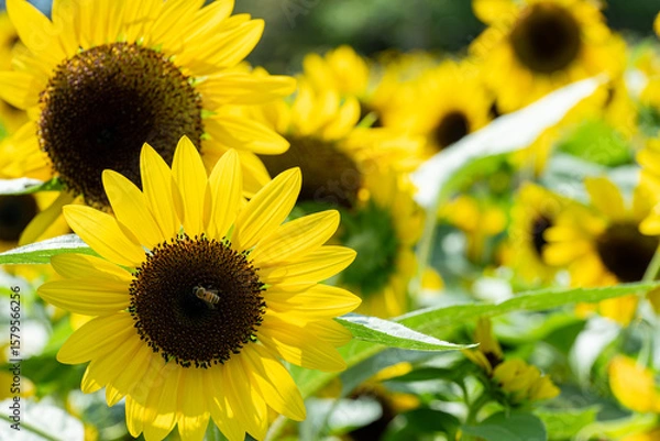 Obraz 満開のひまわり畑