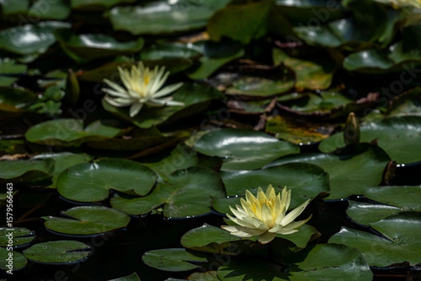 Fototapeta 黄色いスイレン