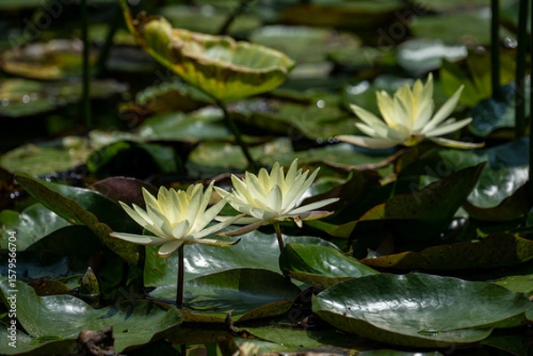 Obraz 並んで咲く黄色いスイレン
