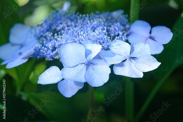 Obraz Petals in a blue hydrangea inflorescence on a blurred background