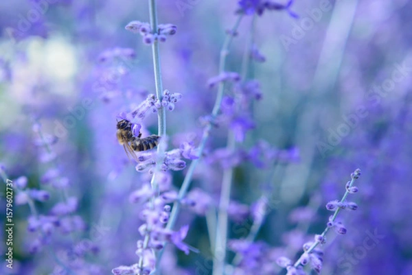 Obraz Bee on Lavender Flower, selective focus,