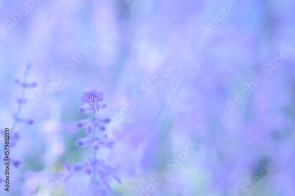 Obraz Lilac blurred background with lavender flower, selective focus