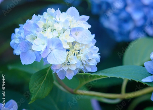Obraz Flower in hydrangea inflorescence on blurred background, selective focus