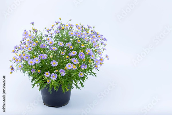 Fototapeta Brachyscome flowers with purple extensions and yellow center in a dark pot isolated on white background