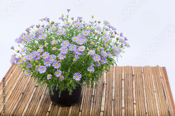 Fototapeta Brachyscome flowers with purple extensions and yellow center (Asteraceae) in a dark pot on a bamboo mat isolated on white background