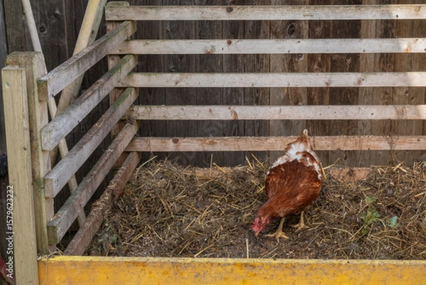 Obraz Henne auf dem Mist