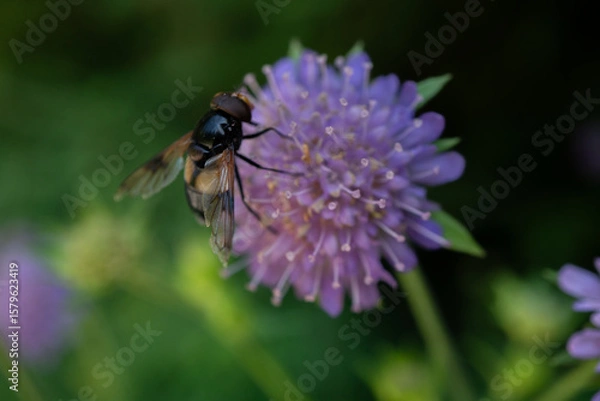Obraz Fliege wie Biene