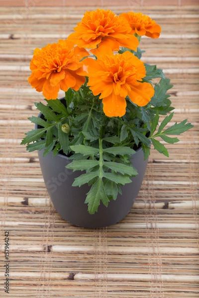 Obraz Four bloom Tagetes patula, the French marigold orange flower in a gray pot on a bamboo mat
