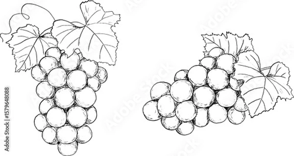 Fototapeta ブドウの手描きペン画