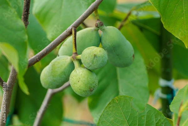 Obraz パッションフルーツのポポー