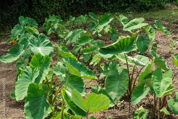 Obraz 生い茂るサトイモの葉