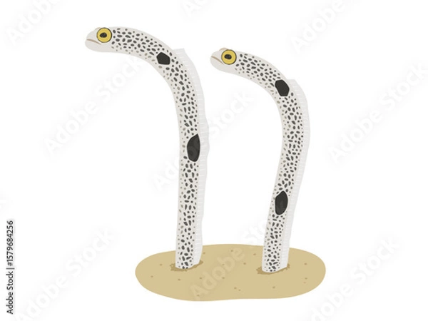 Obraz チンアナゴのベクターイラスト