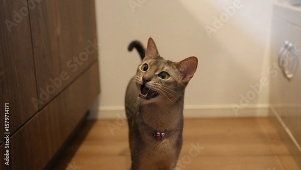 Obraz ご飯がほしくて鳴くアビシニアン