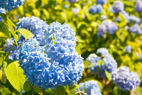 Obraz 明るい日差しの下の紫陽花