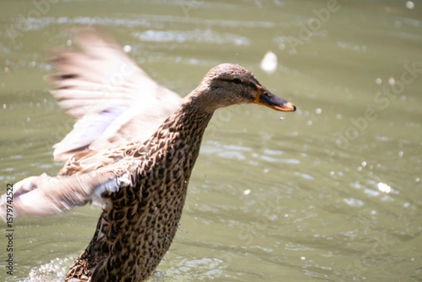 Obraz 水辺で羽ばたくカモ