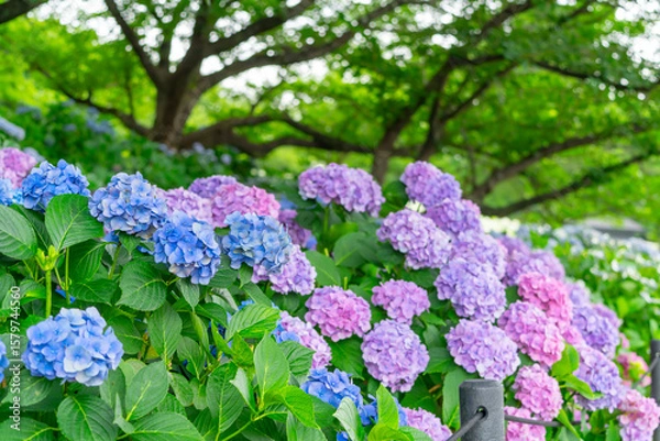 Fototapeta あじさい・埼玉県　権現堂公園