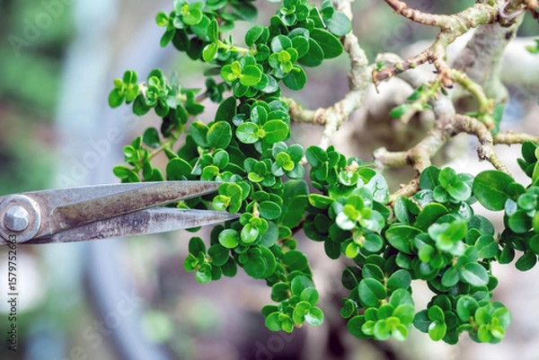 Obraz Taiwan Premna Bonsai Leaf Pruning,selective focus