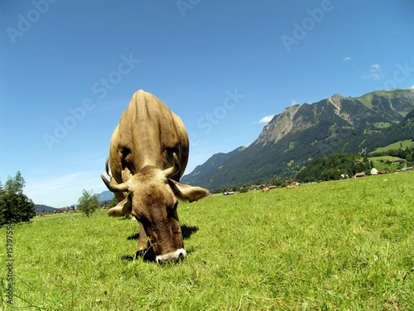 Obraz Allgäuer Kühe 59