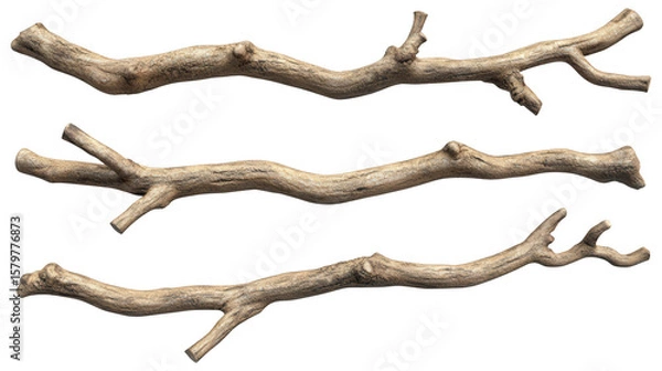 Fototapeta Three Natural Dry Tree Branches On Transparent Background
