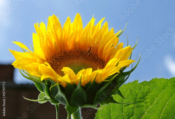 Fototapeta Summer Time