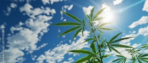 Fototapeta Vibrant Cannabis Plant Reaching for Sunlight Against a Cloudy Sky