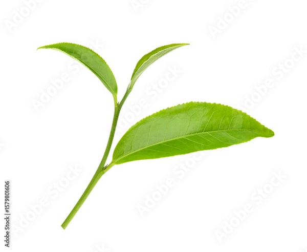 Obraz Green tea leaf isolated on white background