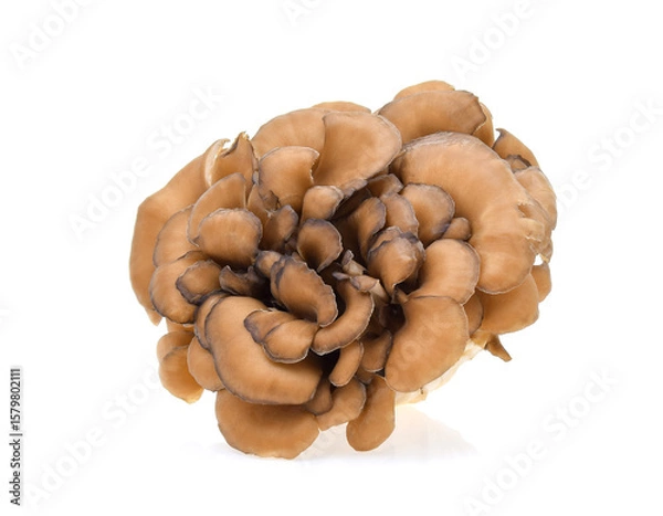 Obraz maitake mushrooms isolated on white background