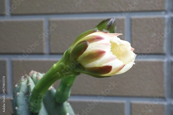 Obraz 柱サボテン、花、つぼみ、蕾、さぼてんの花、サボテンの花、柱サボテンの花