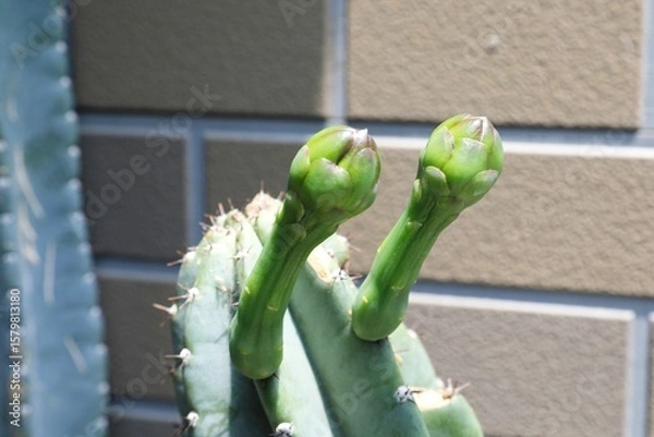 Obraz 柱サボテン、花、つぼみ、蕾、さぼてんの花、サボテンの花、柱サボテンの花