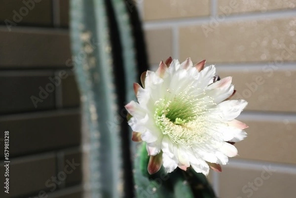 Obraz 柱サボテン、花、つぼみ、蕾、さぼてんの花、サボテンの花、柱サボテンの花