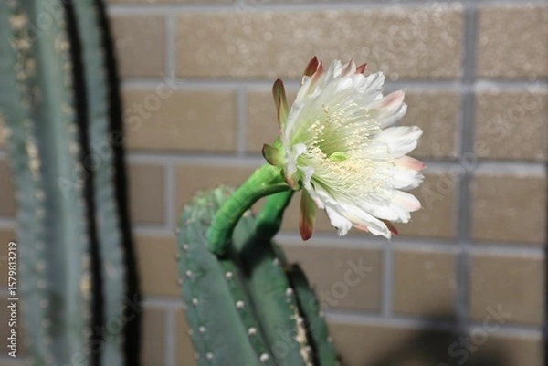 Obraz 柱サボテン、花、つぼみ、蕾、さぼてんの花、サボテンの花、柱サボテンの花