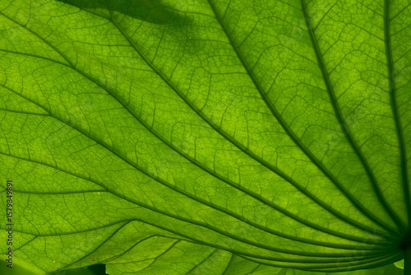 Fototapeta 光に透けて美しい蓮の葉の背景用テクスチャー素材。アングルと質感のバリエーション