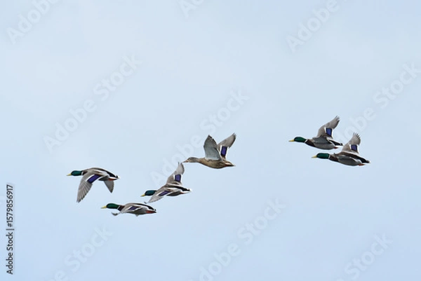 Obraz 低く飛ぶ冬のマガモ