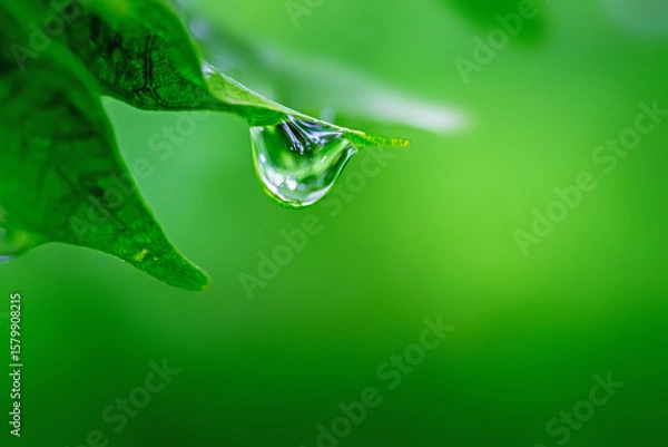 Obraz water drops on green leaf