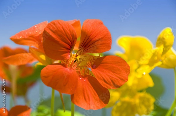 Fototapeta Kapuzinerkresse #1