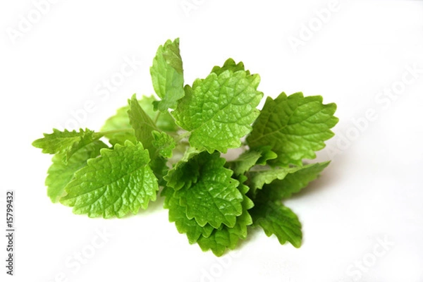 Fototapeta Zitronenmelisse