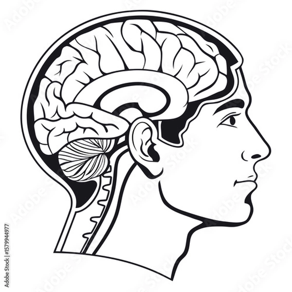 Obraz Anatomical Illustration of Human Brain and Head Exploring Neuroscience and Cognitive Function