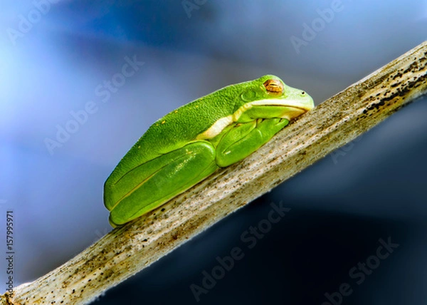 Fototapeta Little Green Tree frog Sleeping in the Sun