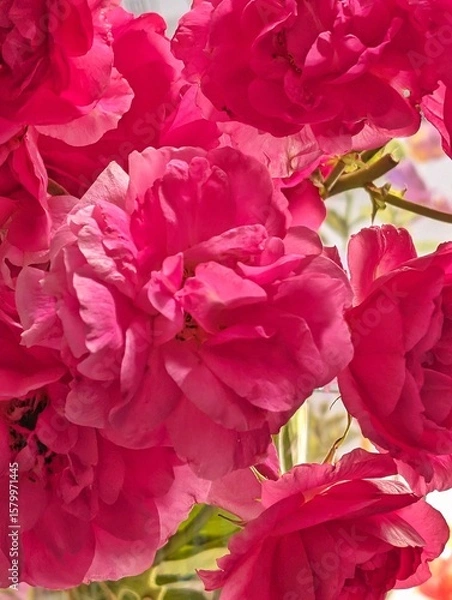 Obraz red carnation flowers