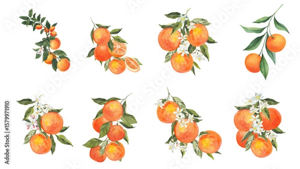 Fototapeta Set of orange fruit in watercolor style and various artstyle