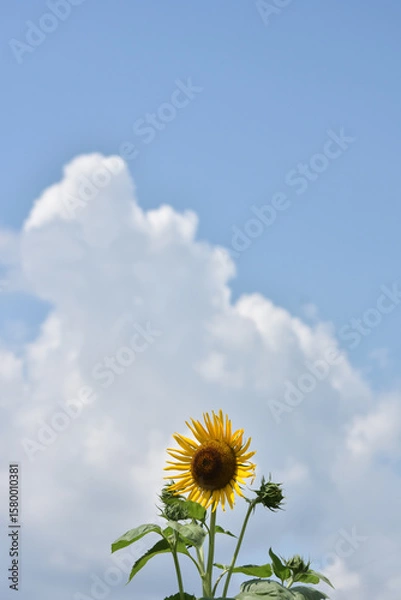Obraz 夏の空に咲くひまわり