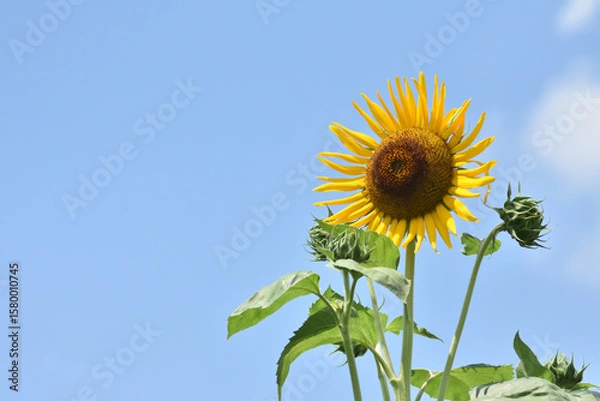 Obraz 夏の空に咲く向日葵