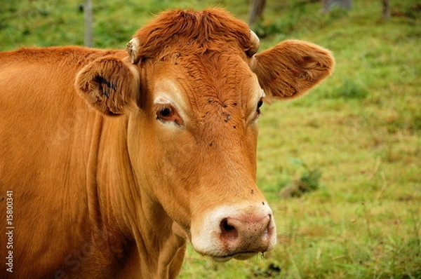 Obraz Une vache Limousine.