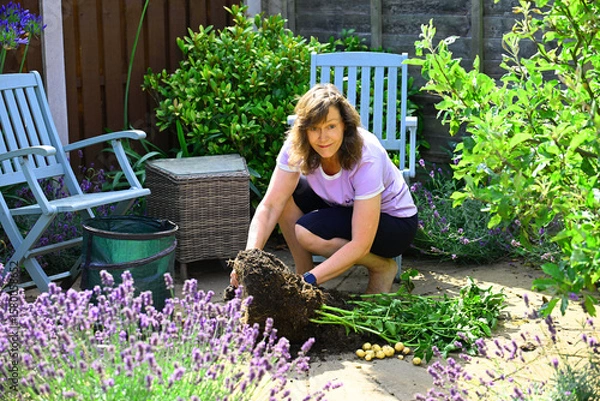 Obraz Woman collecting home and container grown, new potatoes, in July.