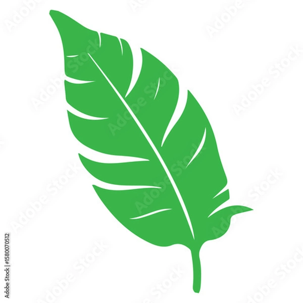 Fototapeta Green leaf vector illustration isolated on white background with feather and nature design elements