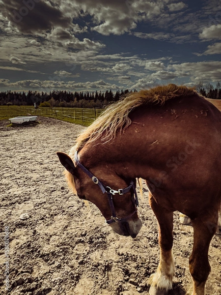 Fototapeta Portrait of a beautiful bay horse with a dark mane and with a rider in the saddle, which rides fast on a cloudy day. Equestrian sports. Horse riding.