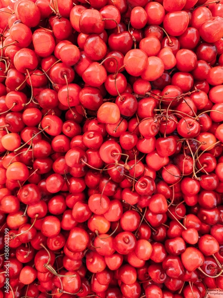 Obraz lots of ripe red cherries for food as background