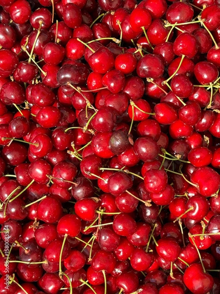 Obraz lots of ripe red cherries cherries for food as background