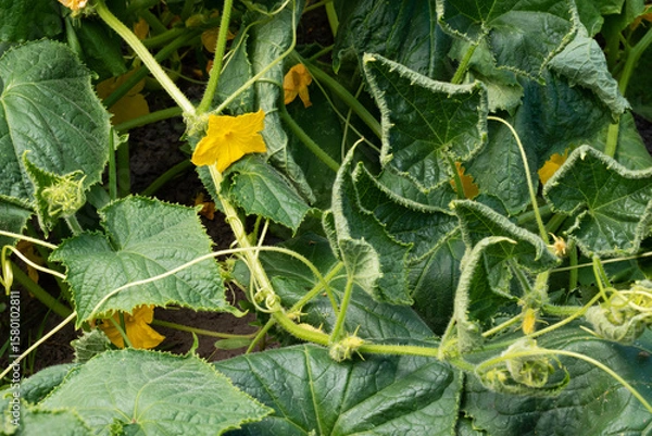 Fototapeta Cucumber cultivation. Close-up of leaves and flowering cucumbers.