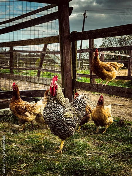 Fototapeta Beautiful hens and cockerel walking inside the barn in an eco farmland. A group of free range chickens in an ecologically friendly chicken farm outdoors
